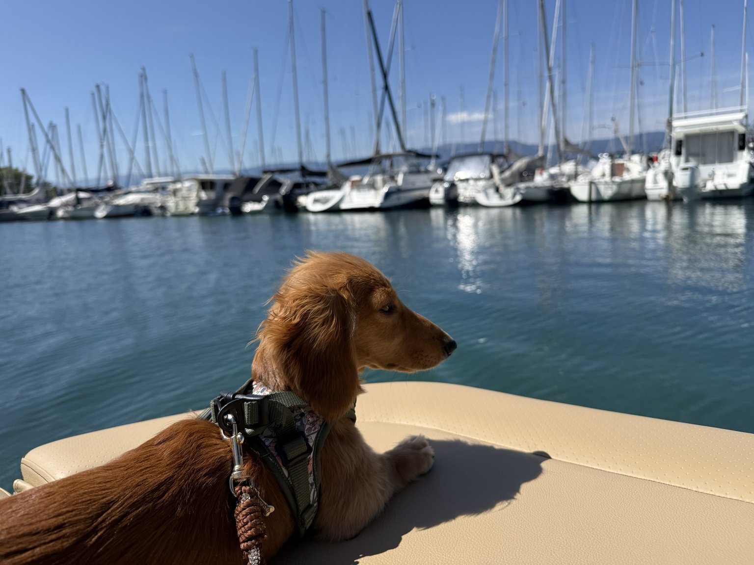 Duke en voyage